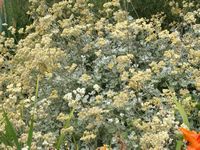 Helichrysum petiolare